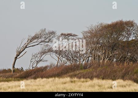 Windvögel am West Beach Stockfoto