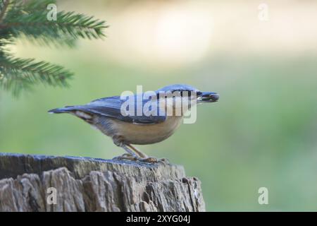 Nuthatch, Sitta Europa, Nuthatch, Europa, Mitteleuropa Stockfoto