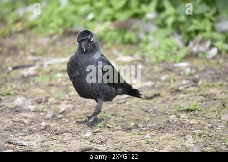 Porträt eines westlichen Jackdaw (Corvus monedula), der im linken Profil posiert, mit nach links geneigtem Kopf und nach links gerichteter Kamera, mit grünem Laub Hintergrund, Großbritannien Stockfoto