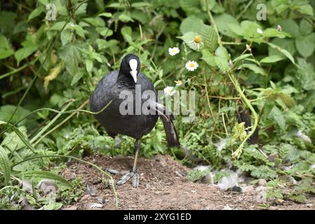 Nahaufnahme eines Eurasian Coot (Fulica atra), der Kamera zugewandt ist, links vom Bild, stehend auf einem Bein mit einem gebrochenen Flügel, aufgenommen im Juli in Großbritannien Stockfoto