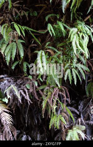 Fern Wall im Isalo National Park, Madagaskar. Stockfoto