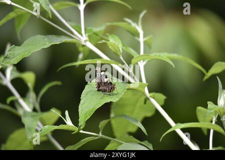 Roter Admiral Schmetterling (Vanessa atalanta) auf einem grünen Blatt im rechten Profil mit Flügeln nach oben, Proboscis nach unten, Antennen nach oben in natürlichem Licht, aufgenommen in Großbritannien Stockfoto