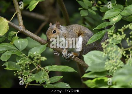 Graues Eichhörnchen (Sciurus carolinensis), das einen diagonalen Baumzweig im linken Profil, in Richtung Kamera, an einem sonnigen Tag in England, Großbritannien im Juli ergreift Stockfoto