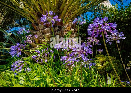 Eine Gruppe blauer afrikanischer Lilien mit einer Palme Stockfoto