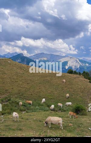 Schafe in typischer Landschaft in der Nähe von Portillo de Eraize und Col de la Pierre St Martin, Spanisch-französische Grenze in den Pyrenäen, Spanien Stockfoto