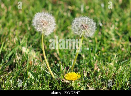 Weißer Löwenzahn blüht auf einem Feld Stockfoto