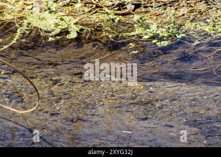 Transparenter Teich mit matschigem Boden Stockfoto