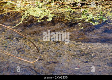 Transparenter Teich mit matschigem Boden Stockfoto