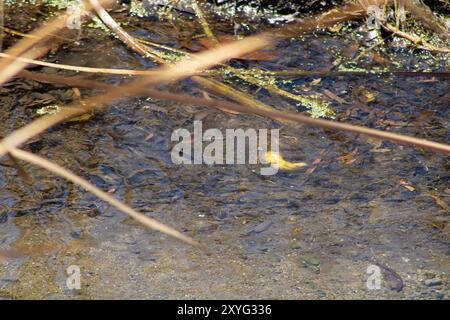 Transparenter Teich mit matschigem Boden Stockfoto