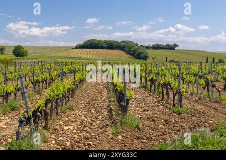 Typischer Weinberg mit Steinen in der Nähe von Chateauneuf-du-Pape, Cotes du Rhone, Frankreich Stockfoto