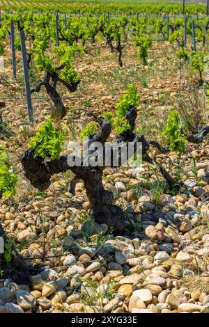 Typischer Weinberg mit Steinen in der Nähe von Chateauneuf-du-Pape, Cotes du Rhone, Frankreich Stockfoto