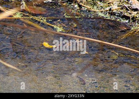 Transparenter Teich mit matschigem Boden Stockfoto