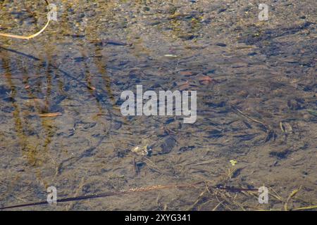 Transparenter Teich mit matschigem Boden Stockfoto