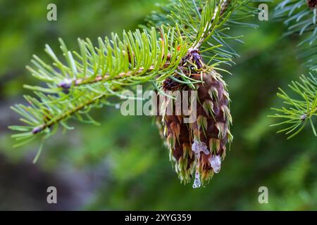 Douglasie, Pseudotsuga menziesii, neuer Kegel im Treppenhaus, Olympic National Park, Washington State, USA Stockfoto