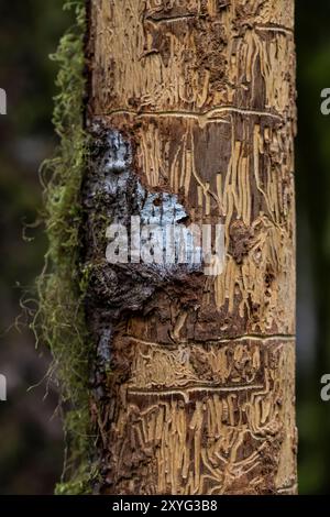 Wood Borer Beetle Galerien in einem toten Baum im Treppenhaus, Olympic National Park, Washington State, USA Stockfoto