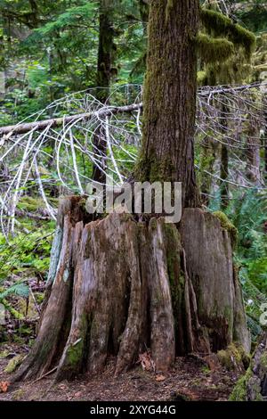 WESTERN Redcedar Nurse Stiump unterstützt das neue Wachstum von Western Hemlock im Staircase, Olympic National Park, Washington State, USA Stockfoto