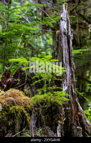 WESTERN Redcedar Nurse Stiump unterstützt das neue Wachstum von Western Hemlock im Staircase, Olympic National Park, Washington State, USA Stockfoto