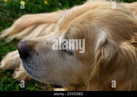 Goldens sind aufgeschlossen, vertrauenswürdig und gerne Familienhunde, die relativ einfach zu trainieren sind. Sie gehen fröhlich und spielerisch an das Leben heran Stockfoto