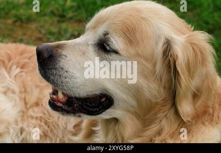 Goldens sind aufgeschlossen, vertrauenswürdig und gerne Familienhunde, die relativ einfach zu trainieren sind. Sie gehen fröhlich und spielerisch an das Leben heran Stockfoto