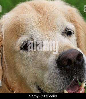 Goldens sind aufgeschlossen, vertrauenswürdig und gerne Familienhunde, die relativ einfach zu trainieren sind. Sie gehen fröhlich und spielerisch an das Leben heran Stockfoto