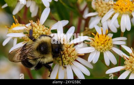 Parasol Whitetop, oder hoher weißer Aster, ist eine nordamerikanische Pflanzenart. Hummeln, die Blumen fressen. Makro-/Nahaufnahmen Stockfoto