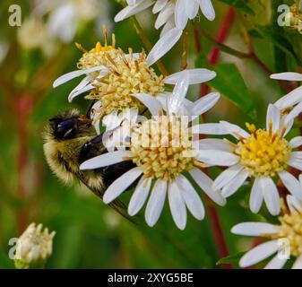 Parasol Whitetop, oder hoher weißer Aster, ist eine nordamerikanische Pflanzenart. Hummeln, die Blumen fressen. Makro-/Nahaufnahmen Stockfoto