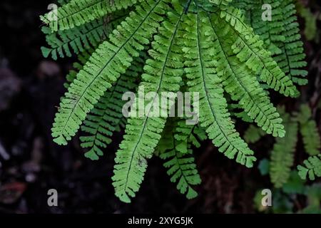 Northern Maidenhair Fern, Adiantum aleuticum, at Staircase, Olympic National Park, Washington State, USA Stockfoto