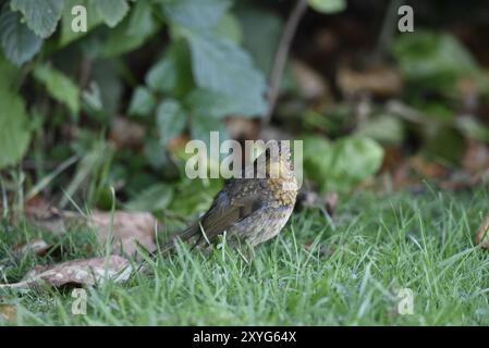 Jugendlicher Europäischer Robin (Erithacus rubecula) im Gras- und Blattstreu, rechte Seite und Vorderseite sichtbar, Blick auf die Kamera, aufgenommen in einem britischen Garten Stockfoto