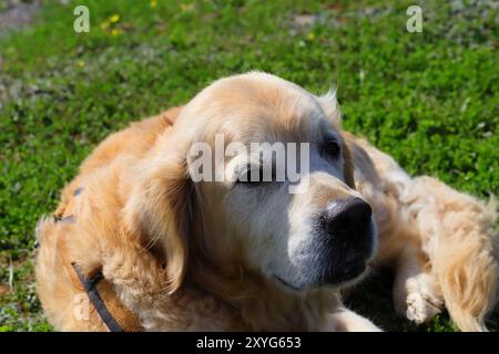 Goldens sind aufgeschlossen, vertrauenswürdig und gerne Familienhunde, die relativ einfach zu trainieren sind. Sie gehen fröhlich und spielerisch an das Leben heran Stockfoto