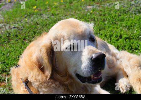 Goldens sind aufgeschlossen, vertrauenswürdig und gerne Familienhunde, die relativ einfach zu trainieren sind. Sie gehen fröhlich und spielerisch an das Leben heran Stockfoto