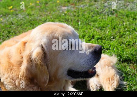 Goldens sind aufgeschlossen, vertrauenswürdig und gerne Familienhunde, die relativ einfach zu trainieren sind. Sie gehen fröhlich und spielerisch an das Leben heran Stockfoto