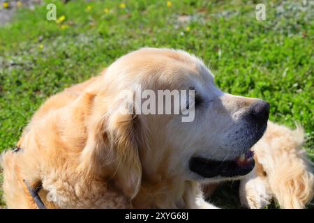 Goldens sind aufgeschlossen, vertrauenswürdig und gerne Familienhunde, die relativ einfach zu trainieren sind. Sie gehen fröhlich und spielerisch an das Leben heran Stockfoto