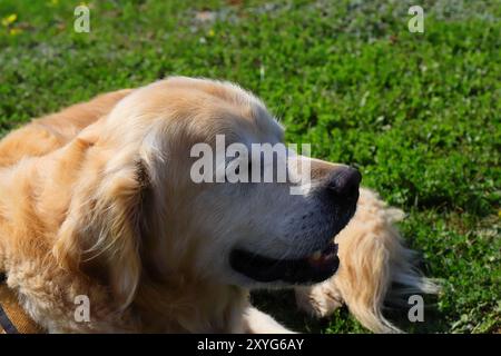 Goldens sind aufgeschlossen, vertrauenswürdig und gerne Familienhunde, die relativ einfach zu trainieren sind. Sie gehen fröhlich und spielerisch an das Leben heran Stockfoto