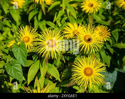 Hintergrundfotografie von Inula hookeri und Honigbiene, Hooker inula, Bestäubung, Insekten, Garten; Blüte; Blüte; Blüte; Blüte; Blüte; Blüte; Blüte; Blüte Sommer; Natu Stockfoto