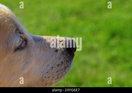 Goldens sind aufgeschlossen, vertrauenswürdig und gerne Familienhunde, die relativ einfach zu trainieren sind. Sie gehen fröhlich und spielerisch an das Leben heran Stockfoto