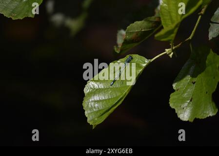 Azure Damselfly (Coenagrion puella) auf einem glänzenden grünen Blatt in der Sonne, nach oben, vor dunklem Hintergrund, aufgenommen in natürlichem Licht, mit Segmenten Stockfoto