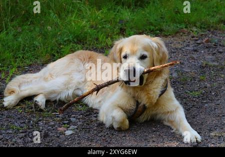 Goldens sind aufgeschlossen, vertrauenswürdig und gerne Familienhunde, die relativ einfach zu trainieren sind. Sie gehen fröhlich und spielerisch an das Leben heran Stockfoto