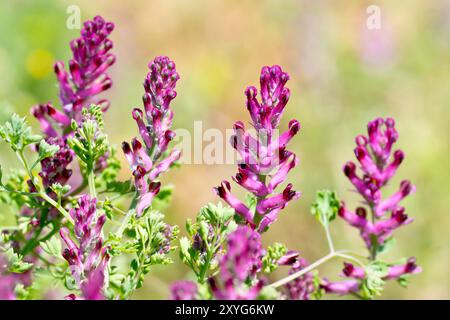 Fumitory (fumaria officinalis), Nahaufnahme der Spitzen der langen violetten Blüten der Pflanze, die in Feldrändern und in der Müllgrube gefunden werden. Stockfoto