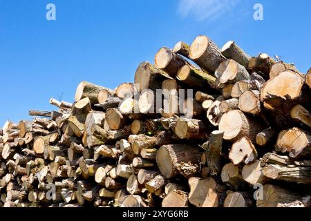 Große Baumstämme stapeln sich, die getrocknet und für Brennholz zerkleinert werden können, als Teil des alternativen und nachhaltigen Brennstoff- und Energiegeschäfts einer Farm Stockfoto