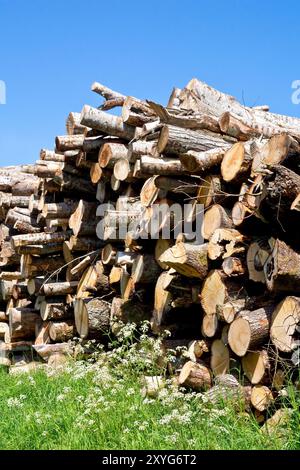 Große Baumstämme stapeln sich, die getrocknet und für Brennholz zerkleinert werden können, als Teil des alternativen und nachhaltigen Brennstoff- und Energiegeschäfts einer Farm. Stockfoto