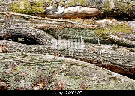 Große Baumstämme stapeln sich, die getrocknet und für Brennholz zerkleinert werden können, als Teil des alternativen und nachhaltigen Brennstoff- und Energiegeschäfts einer Farm. Stockfoto