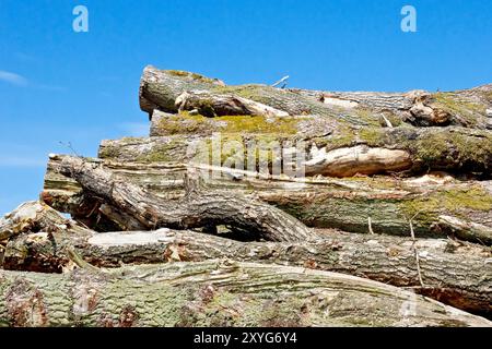 Große Baumstämme stapeln sich, die getrocknet und für Brennholz zerkleinert werden können, als Teil des alternativen und nachhaltigen Brennstoff- und Energiegeschäfts einer Farm Stockfoto