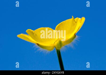 Wiese Buttercup (Ranunkulus acris), Nahaufnahme einer einzigen gelben Blume, isoliert vor einem klaren blauen Himmel in der späten Frühlingssonne. Stockfoto