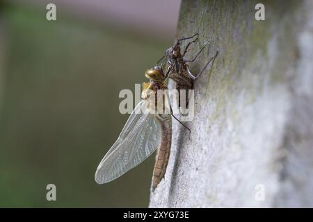 Die Flaume Smaragd Dragonfly, die weiblich auftaucht - Cordulia aenea, mit Exsuvia Stockfoto