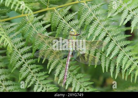 Emperor Libelle oder Blue Emperor Libelle weiblich - Anax Imperator, Somerset, Großbritannien Stockfoto