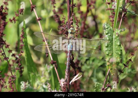 Kaiser Libelle oder Blaue Libelle weiblich - Anax Imperator Stockfoto