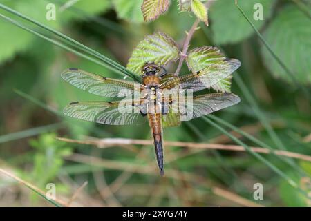 Vierfleckiger Chaser Libelle männlich - Libellula quadrimaculata, Wiltshire, Großbritannien Stockfoto