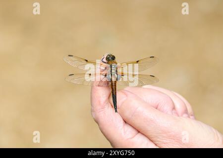 Vier-gepunktete Chaser Libelle männlich auf der Hand - Libellula quadrimaculata, Wiltshire, Großbritannien Stockfoto