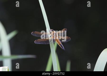 Vier-gepunktete Chaser Libelle männlich - Libellula quadrimaculata, Somerset, Großbritannien Stockfoto