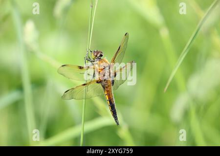Vier-gepunktete Chaser Libelle männlich - Libellula quadrimaculata, Somerset, Großbritannien Stockfoto